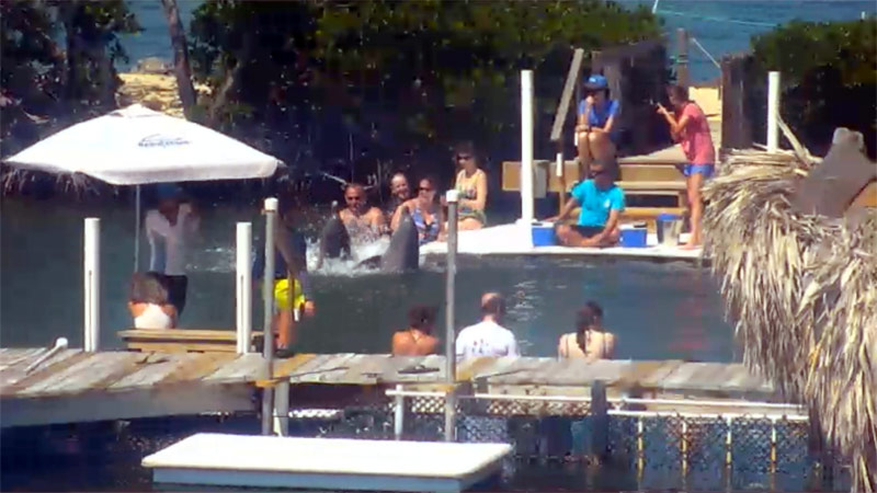 Dolphin Research Center